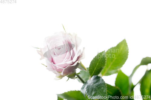 Image of Beautiful flowers isolated on white studio background. Design elements. Blooming, spring, summertime.