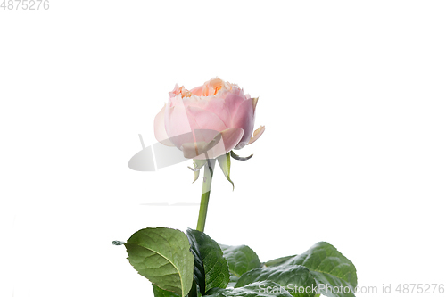 Image of Beautiful flowers isolated on white studio background. Design elements. Blooming, spring, summertime.