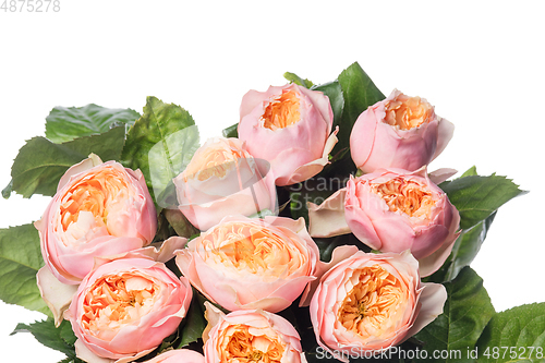 Image of Beautiful flowers isolated on white studio background. Design elements. Blooming, spring, summertime.