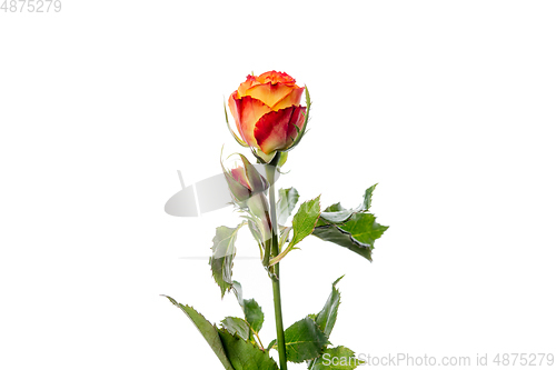 Image of Beautiful flowers isolated on white studio background. Design elements. Blooming, spring, summertime.