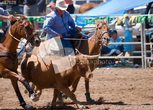 Image of Steer Wrestling