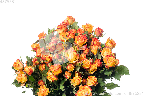 Image of Beautiful flowers isolated on white studio background. Design elements. Blooming, spring, summertime.