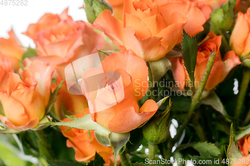 Image of Beautiful flowers isolated on white studio background. Design elements. Blooming, spring, summertime.