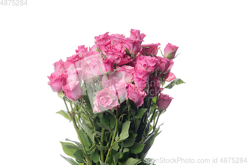Image of Beautiful flowers isolated on white studio background. Design elements. Blooming, spring, summertime.