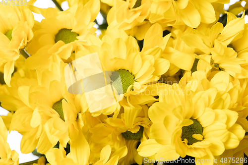 Image of Beautiful flowers isolated on white studio background. Design elements. Blooming, spring, summertime.