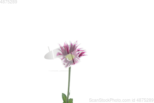 Image of Beautiful flowers isolated on white studio background. Design elements. Blooming, spring, summertime.