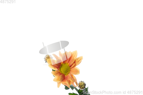 Image of Beautiful flowers isolated on white studio background. Design elements. Blooming, spring, summertime.