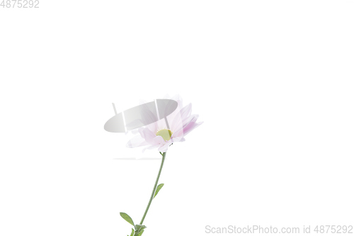 Image of Beautiful flowers isolated on white studio background. Design elements. Blooming, spring, summertime.