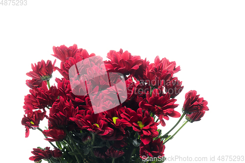 Image of Beautiful flowers isolated on white studio background. Design elements. Blooming, spring, summertime.