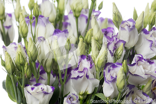 Image of Beautiful flowers isolated on white studio background. Design elements. Blooming, spring, summertime.