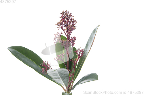 Image of Beautiful flowers isolated on white studio background. Design elements. Blooming, spring, summertime.