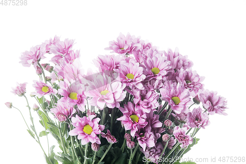 Image of Beautiful flowers isolated on white studio background. Design elements. Blooming, spring, summertime.