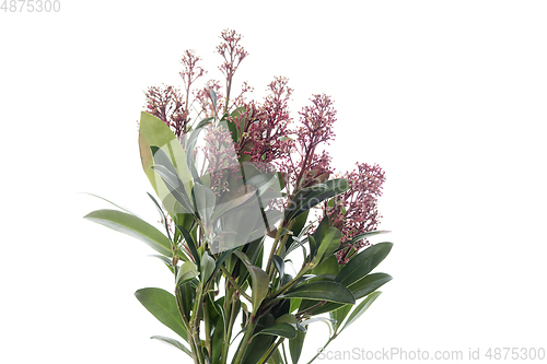 Image of Beautiful flowers isolated on white studio background. Design elements. Blooming, spring, summertime.