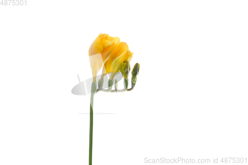 Image of Beautiful flowers isolated on white studio background. Design elements. Blooming, spring, summertime.