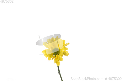 Image of Beautiful flowers isolated on white studio background. Design elements. Blooming, spring, summertime.