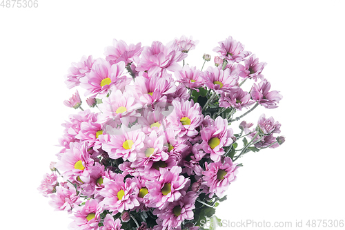 Image of Beautiful flowers isolated on white studio background. Design elements. Blooming, spring, summertime.