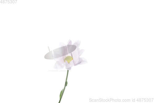 Image of Beautiful flowers isolated on white studio background. Design elements. Blooming, spring, summertime.