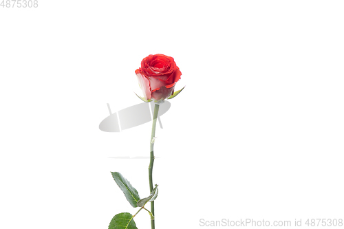 Image of Beautiful flowers isolated on white studio background. Design elements. Blooming, spring, summertime.