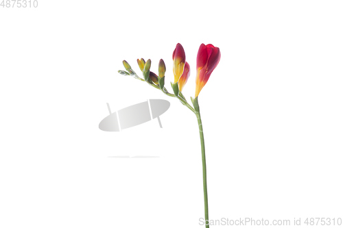 Image of Beautiful flowers isolated on white studio background. Design elements. Blooming, spring, summertime.