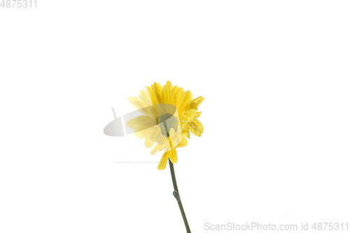 Image of Beautiful flowers isolated on white studio background. Design elements. Blooming, spring, summertime.