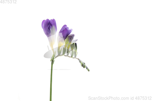 Image of Beautiful flowers isolated on white studio background. Design elements. Blooming, spring, summertime.