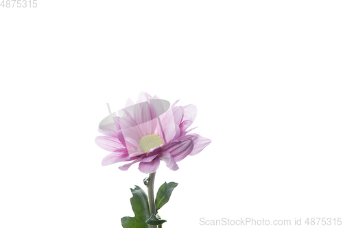 Image of Beautiful flowers isolated on white studio background. Design elements. Blooming, spring, summertime.