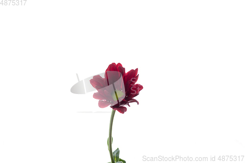 Image of Beautiful flowers isolated on white studio background. Design elements. Blooming, spring, summertime.