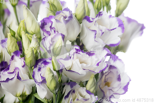 Image of Beautiful flowers isolated on white studio background. Design elements. Blooming, spring, summertime.