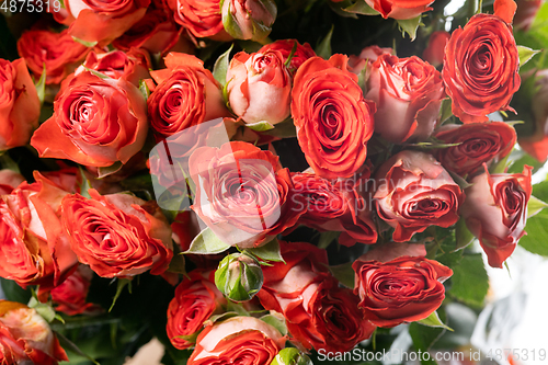 Image of Beautiful flowers isolated on white studio background. Design elements. Blooming, spring, summertime.