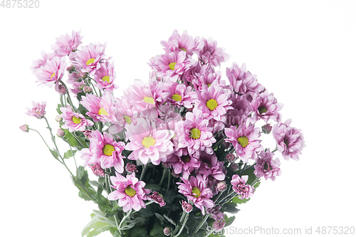 Image of Beautiful flowers isolated on white studio background. Design elements. Blooming, spring, summertime.