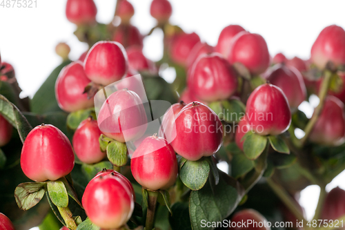 Image of Beautiful flowers isolated on white studio background. Design elements. Blooming, spring, summertime.