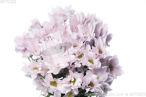 Image of Beautiful flowers isolated on white studio background. Design elements. Blooming, spring, summertime.