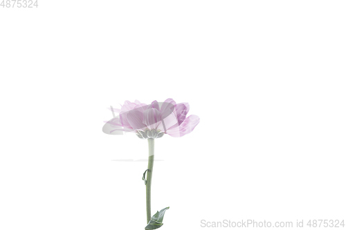 Image of Beautiful flowers isolated on white studio background. Design elements. Blooming, spring, summertime.