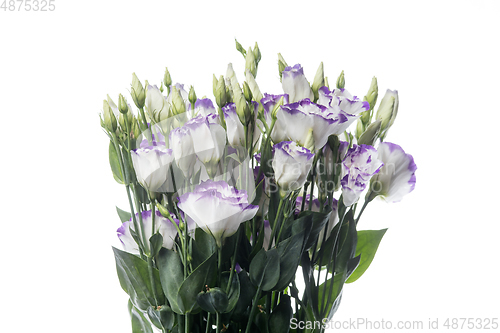 Image of Beautiful flowers isolated on white studio background. Design elements. Blooming, spring, summertime.