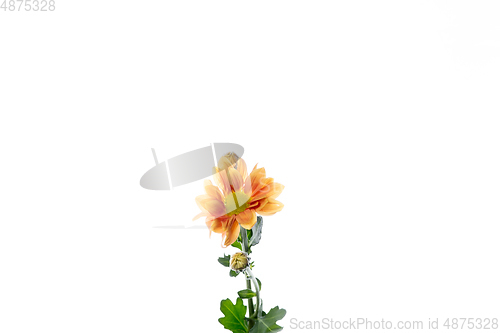 Image of Beautiful flowers isolated on white studio background. Design elements. Blooming, spring, summertime.