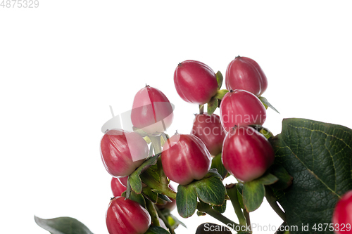 Image of Beautiful flowers isolated on white studio background. Design elements. Blooming, spring, summertime.