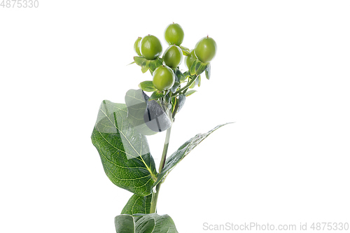 Image of Beautiful flowers isolated on white studio background. Design elements. Blooming, spring, summertime.