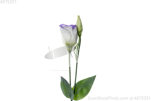 Image of Beautiful flowers isolated on white studio background. Design elements. Blooming, spring, summertime.