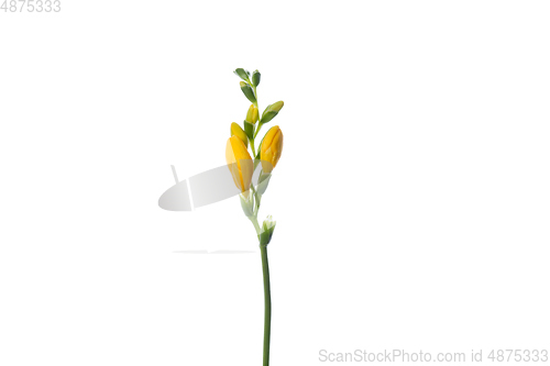 Image of Beautiful flowers isolated on white studio background. Design elements. Blooming, spring, summertime.