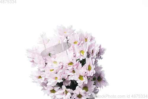 Image of Beautiful flowers isolated on white studio background. Design elements. Blooming, spring, summertime.