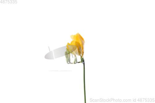 Image of Beautiful flowers isolated on white studio background. Design elements. Blooming, spring, summertime.