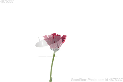 Image of Beautiful flowers isolated on white studio background. Design elements. Blooming, spring, summertime.