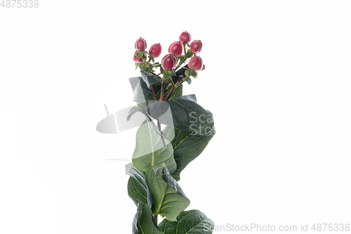 Image of Beautiful flowers isolated on white studio background. Design elements. Blooming, spring, summertime.