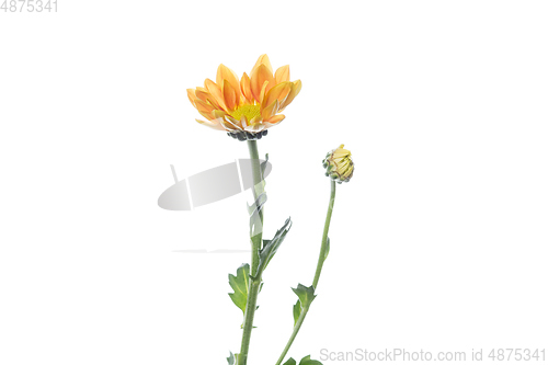 Image of Beautiful flowers isolated on white studio background. Design elements. Blooming, spring, summertime.