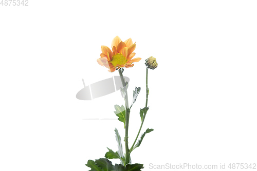 Image of Beautiful flowers isolated on white studio background. Design elements. Blooming, spring, summertime.