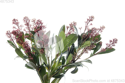 Image of Beautiful flowers isolated on white studio background. Design elements. Blooming, spring, summertime.