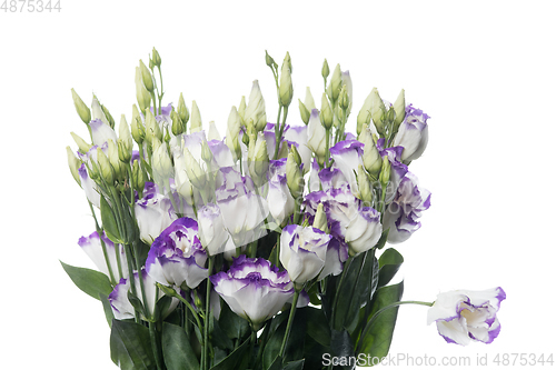 Image of Beautiful flowers isolated on white studio background. Design elements. Blooming, spring, summertime.