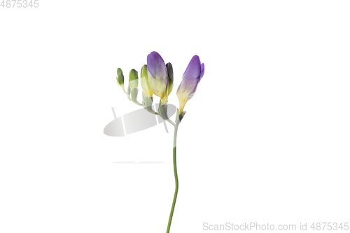 Image of Beautiful flowers isolated on white studio background. Design elements. Blooming, spring, summertime.