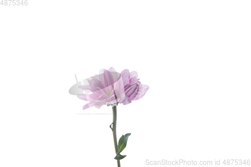 Image of Beautiful flowers isolated on white studio background. Design elements. Blooming, spring, summertime.