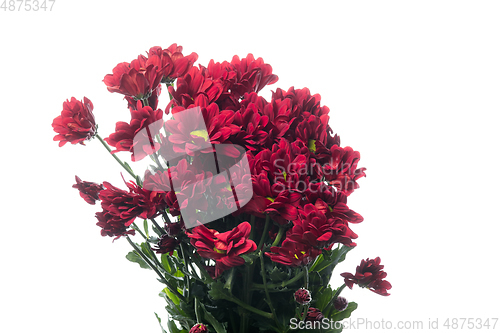 Image of Beautiful flowers isolated on white studio background. Design elements. Blooming, spring, summertime.